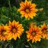 Gazania 